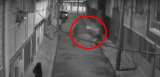 A un joven le dispararon en el cuello por robarle el celular en Bogotá