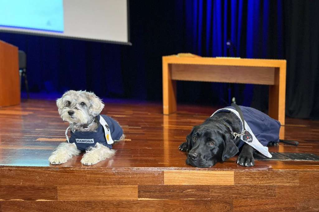 Junto con un equipo de veterinarios, fisioterapeutas y psicólogos de la Universidad CES, estos perros fueron entrenados para actuar como de asistencia.