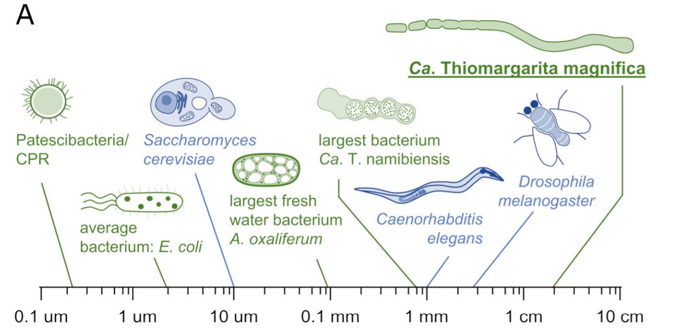 Estas son las características de la nueva bacteria.