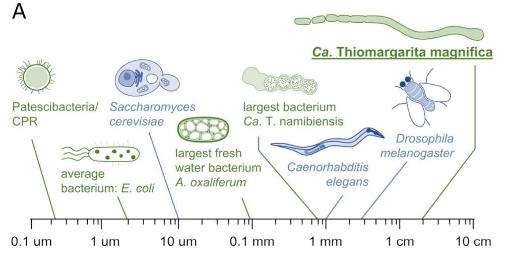 Estas son las características de la nueva bacteria.