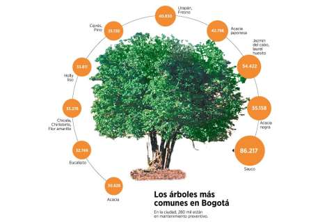 Otras formas de habitar la urbe: taller para reconocer hojas de árboles de Bogotá