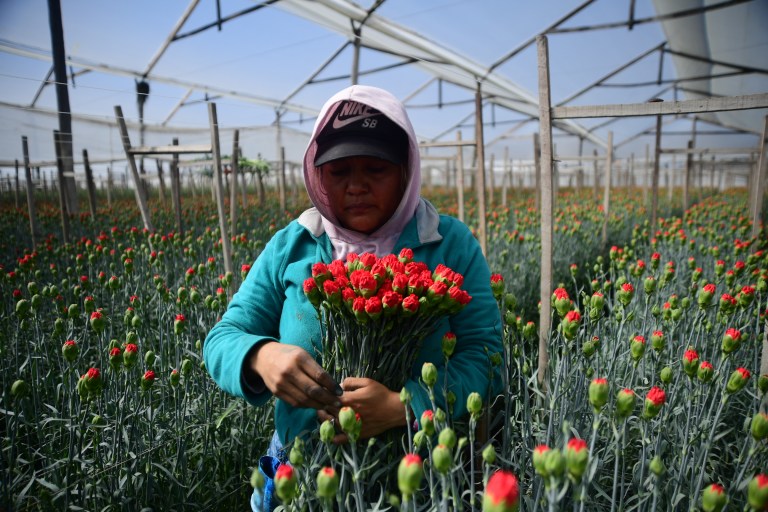 Cultivo de Flores
