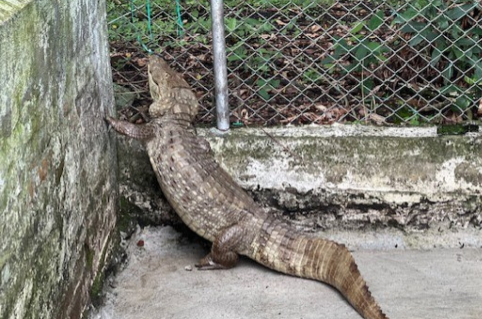 Rescatan babilla de 38 kilos encontrada en el jardín de una casa en Cartago