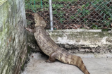 Rescatan una babilla de 38 kilos encontrada en el jardín de una casa en Cartago