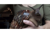 Caracol gigante africano amenaza cultivos en Cundinamarca