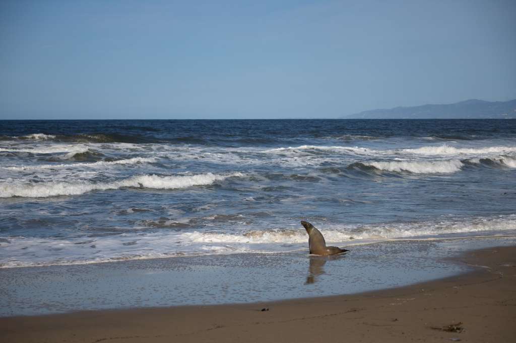 Los Angeles (United States), 02/04/2025.- A California sea lion suffering from domoic acid poisoning struggles in the water near the beach in Los Angeles, California, USA, 01 April 2025. Strong upwelling of nutrient-rich deep ocean water is fueling a harmful algal bloom along the Southern California coast. The algae produce domoic acid, a neurotoxin that contaminates shellfish and small fish feeding on the bloom. Marine mammals, including California sea lions, can be poisoned after eating the contaminated fish. The toxin accumulates in their bodies, potentially causing seizures, disorientation, brain damage, stillbirth, and death.
Climate scientists have identified a new link between warmer ocean temperatures and toxin-producing algae, highlighting how climate change is disrupting marine ecosystems. Dave Bader, Chief Operations and Education Officer at the Marine Mammal Care Center, warns that as ocean temperatures continue to rise, toxic algal outbreaks will become more frequent and severe. He says this year’s event is on track to be the worst yet, potentially surpassing the 2023 bloom that killed more than 1,000 sea lions.  EFE/EPA/ALLISON DINNER  ATTENTION: This Image is part of a PHOTO SET