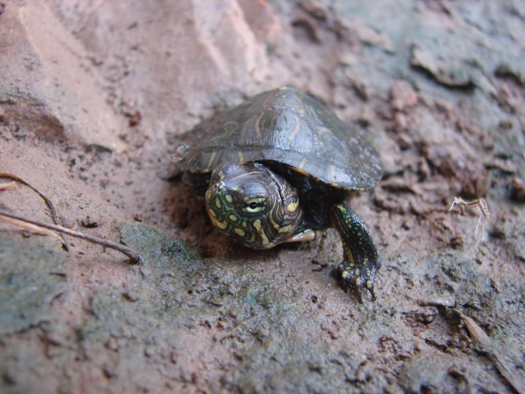 Cría de tortuga hicotea en las orillas del río Sinú