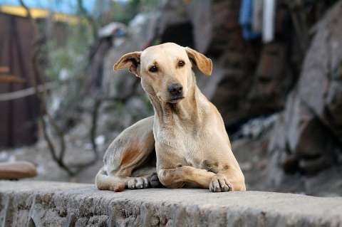 Día Mundial del Perro sin Raza: razones para adoptar un perro y celebrar esta fecha