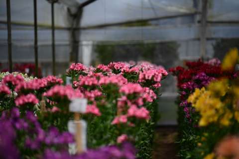 Colombia estará presente en la Exposición Internacional de Plantas Tropicales 2025