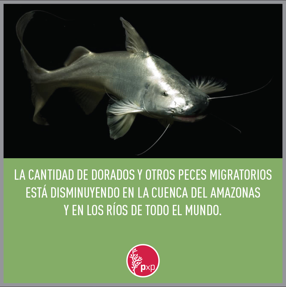 Hay como revertir las pérdidas.