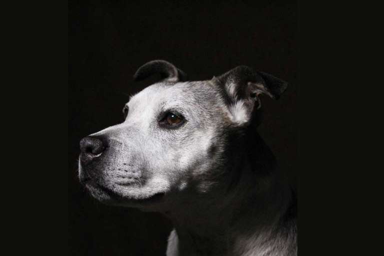 Ganadora: Retratos de mascotas 
Esta es Coco, mi perrita rescatada de raza Staffordshire Bull Terrier, y estoy muy orgullosa de ella por haberse quedado sentada pacientemente (¡con la ayuda de unas cuantas golosinas!) para que pudiera tomar esta foto. Monté un estudio improvisado en mi habitación utilizando una funda nórdica negra colgada con pinzas en mis cortinas cerradas y una pequeña luz ajustable que me habían prestado. Después, ajusté un poco el contraste, la nitidez y la saturación para oscurecer el fondo y hacer que la imagen fuera más impactante.