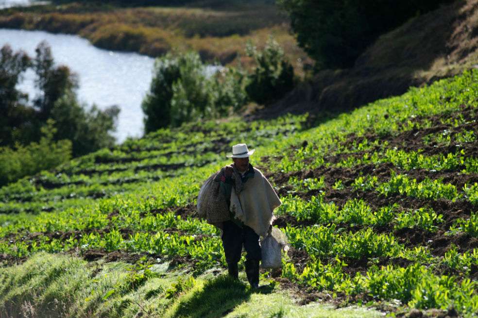 El derecho a la alimentación incluye una apuesta es por sistemas agroalimentarios sanos, que tenga en cuenta la identidad de los colombianos desde la producción.