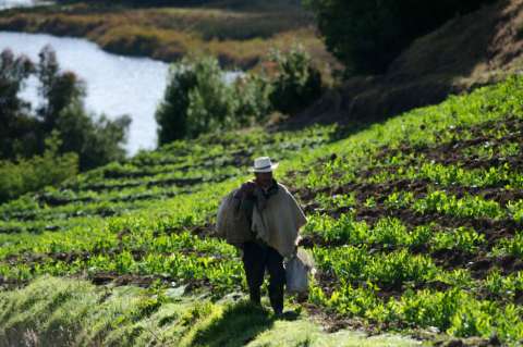 La alimentación como derecho constitucional: ¿qué falta para que se garantice?