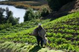 La alimentación como derecho constitucional: ¿qué falta para que se garantice?