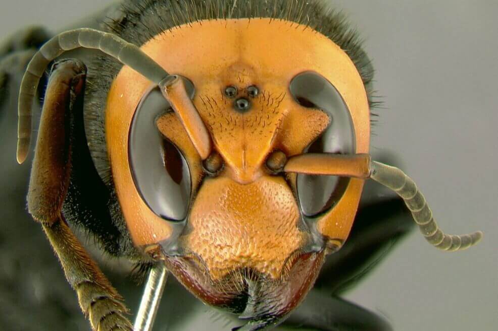 Imagen de la "Vespa mandarinia". / Wikimedia - Creative commons - Gary Alpert