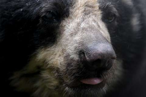 El cierre de zoológicos por COVID-19 amenaza a 77 especies en vía de extinción