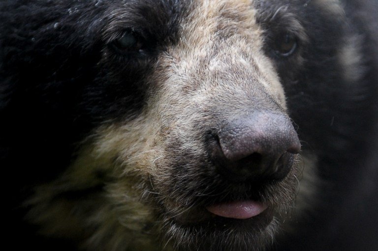 El cierre de zoológicos por COVID-19 amenaza a 77 especies en vía de extinción