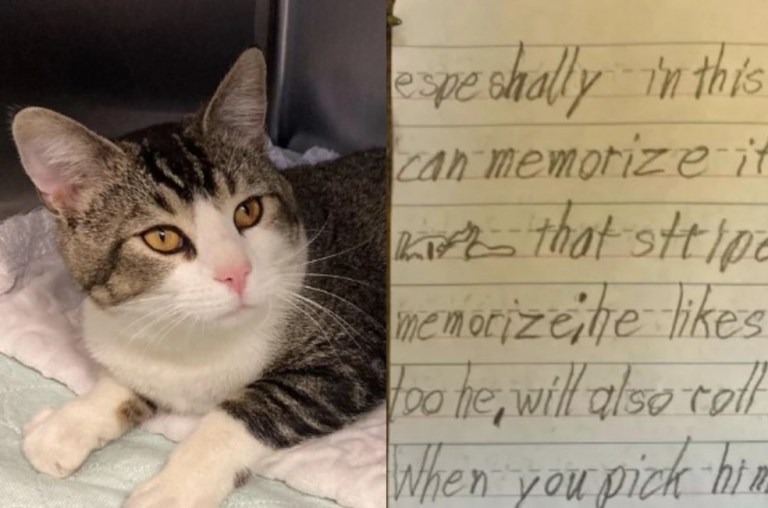 Esta es la emotiva carta con la que un niño entregó a su gato a un refugio