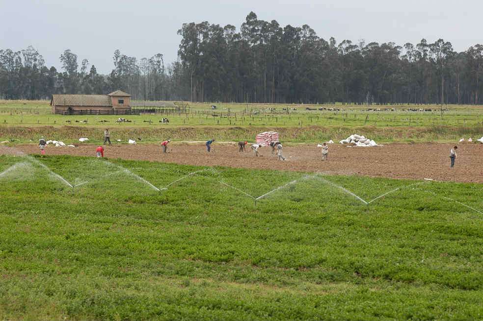 Colombia es un país autosostenible y uno de los que tienen mayor posibilidad de aumentar su capacidad productora de alimentos. / El Espectador