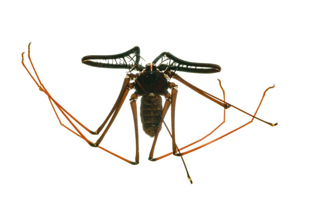 Para reconocer las especies, los investigadores revisaron los genitales de las hembras y de los machos. También analizaron las espinas que tienen en los palpos.