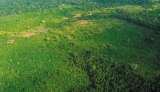 Vaca de US$100 millones para proteger los bosques colombianos