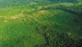 Vaca de US$100 millones para proteger los bosques colombianos