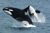 En vídeo: graban por primera vez a orcas haciendo explotar a una presa “por diversión”