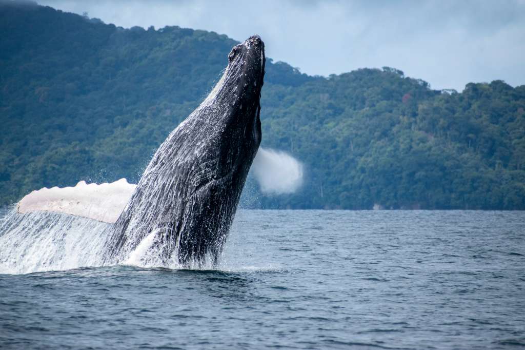 ballenas