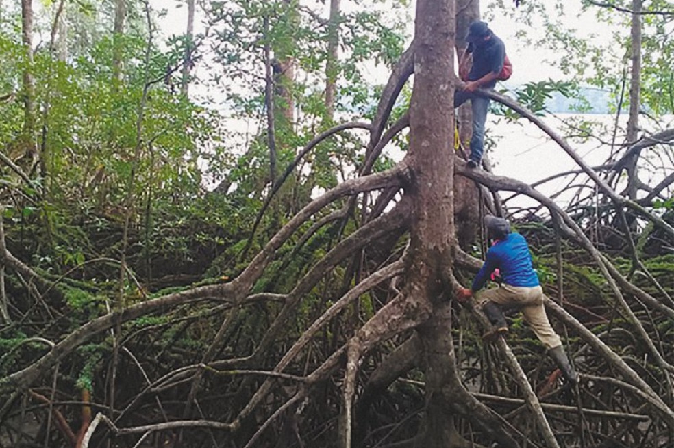 manglar