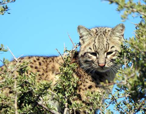 El gato de Nariño: esta es la nueva especie de felino en Colombia