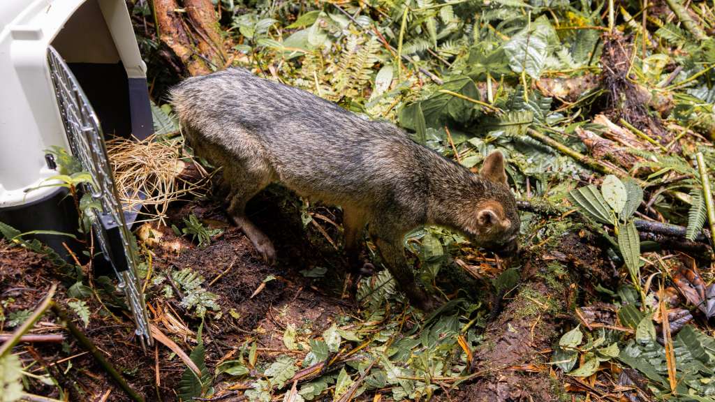 Liberación de fauna silvestre recuperada en Santander.