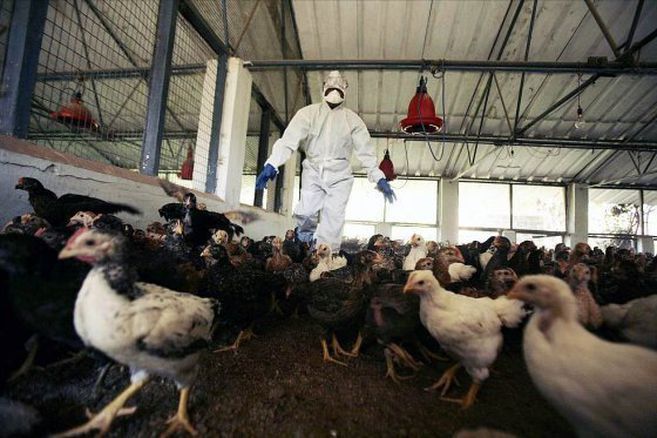 Encuentran fragmentos de gripe aviar en la leche, pero no hay por qué alarmarse