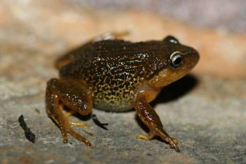 Descubren nueva especie de rana en Colombia