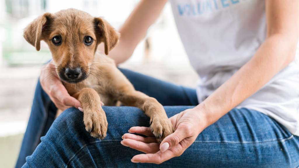 Bogotá y Medellín vivirán durante dos meses jornadas de adopción que se realizarán en diferentes sedes de la marca de hamburguesas, además de un concurso que posicionará a un perrito como la imagen de la campaña.
