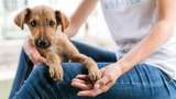 ¿Cómo hacer que tu perro te vea como el alfa?