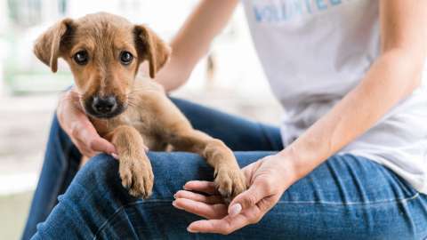 ¿Cómo hacer que tu perro te vea como el alfa?