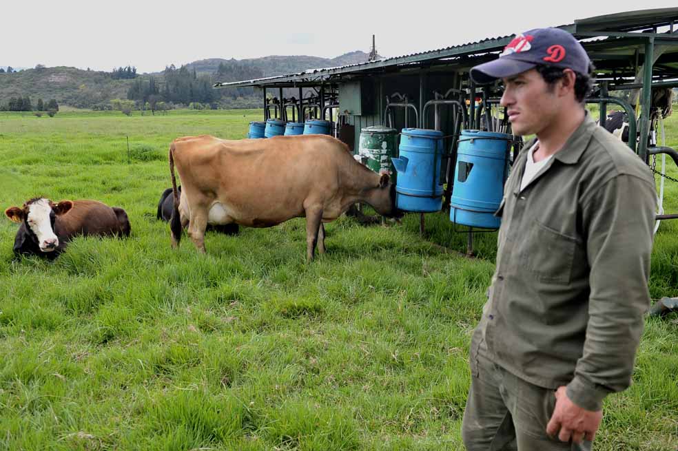 Los lecheros del municipio de Ubaté cuenta con 50 mil vacas. / Fotos: Luis Ángel