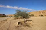 La otra COP16 sobre desertificación de la tierra también terminó de manera agridulce