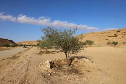 La otra COP16 sobre desertificación de la tierra también terminó de manera agridulce