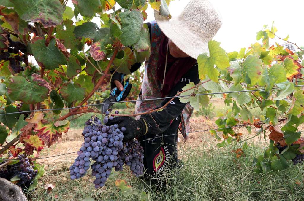 Mater (Tunisia), 26/08/2025.- A farm worker picks grapes during the harvest at a vineyard iin Mater, Tunisia, 26 August 2025. Tunisian agriculture is facing growing challenges due to climate change. Rising temperatures, recurring droughts, and shrinking water resources are taking a heavy toll on agricultural production. Water shortages, in particular, threaten the sustainability of irrigated crops and the country's food security. (Túnez) EFE/EPA/MOHAMED MESSARA