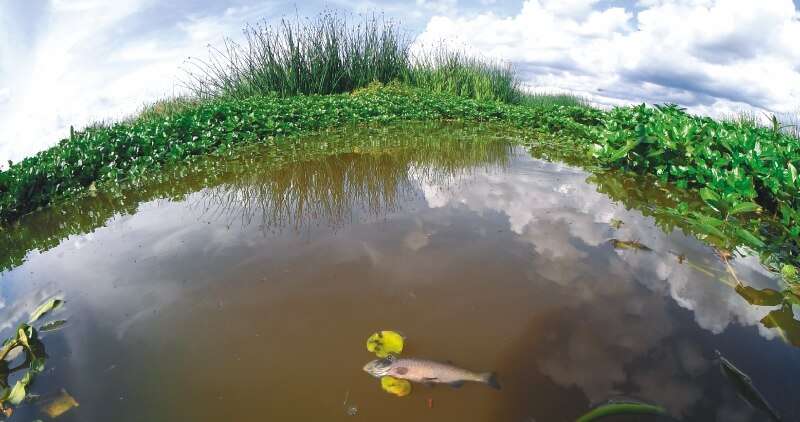 La laguna de Fúquene es uno de los cuerpos de agua más afectados en Colombia por fenómenos como la praderización y la extensión de cultivos. / Cristian Garavito