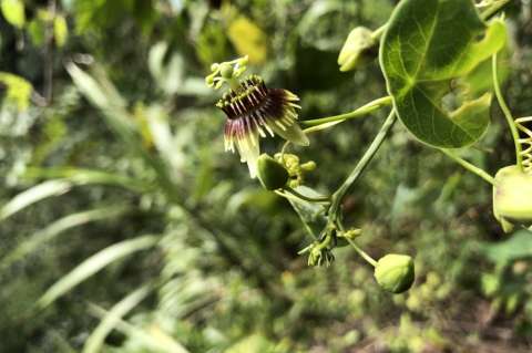 Redescubren especie endémica de planta que se creía extinta desde hace más de 135 años