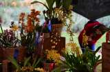 Las orquídeas colombianas: las flores del sentir nacional