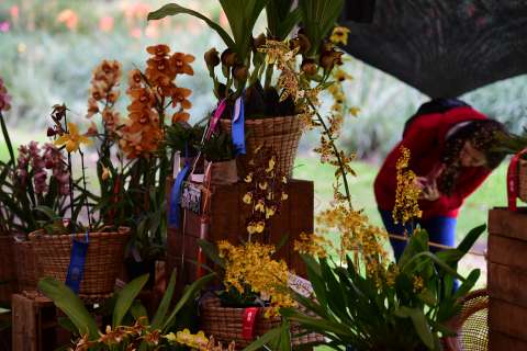 Las orquídeas colombianas: las flores del sentir nacional