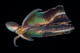 Esto es lo que los pulpos y los humanos tienen en común