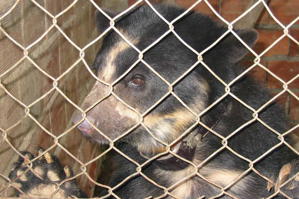 A través de Conserva.co los usuarios podrán colgar fotografías como la de este oso, que sirvan para denunciar el tráfico de especies silvestres. / Fundación Conserva