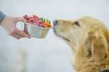 Cuatro recetas caseras para prepararles a las mascotas durante la cuarentena