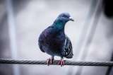 Caracterización y control poblacional para contrarrestar proliferación de palomas en Bogotá