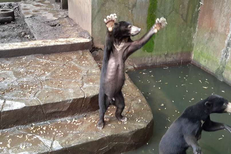 Tomado del Facebook de Scorpion Wildlife