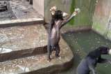 Osos esqueléticos suplican por comida a los visitantes de un zoológico en Indonesia